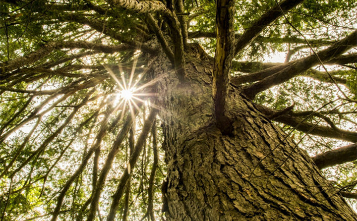 國家林草局張煒:大力發(fā)展林業(yè)生物質(zhì)能源和木竹替代 實現(xiàn)生物減排固碳 國家林草局張煒:大力發(fā)展林業(yè)生物質(zhì)能源和木竹替代 實現(xiàn)生物減排固碳
